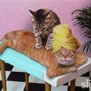 Cat massage